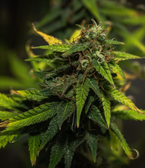 close-up-fresh-green-plant